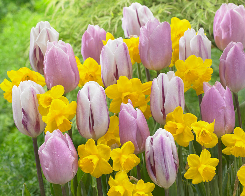 Tulp/Narcis - Vlammend Goud - 12/+ - 20 st