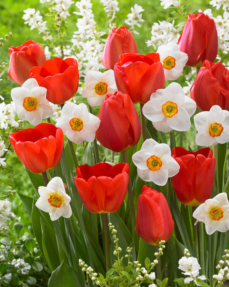 Tulip/Narcis - Bright Eyes - 12/+ - 20 pcs