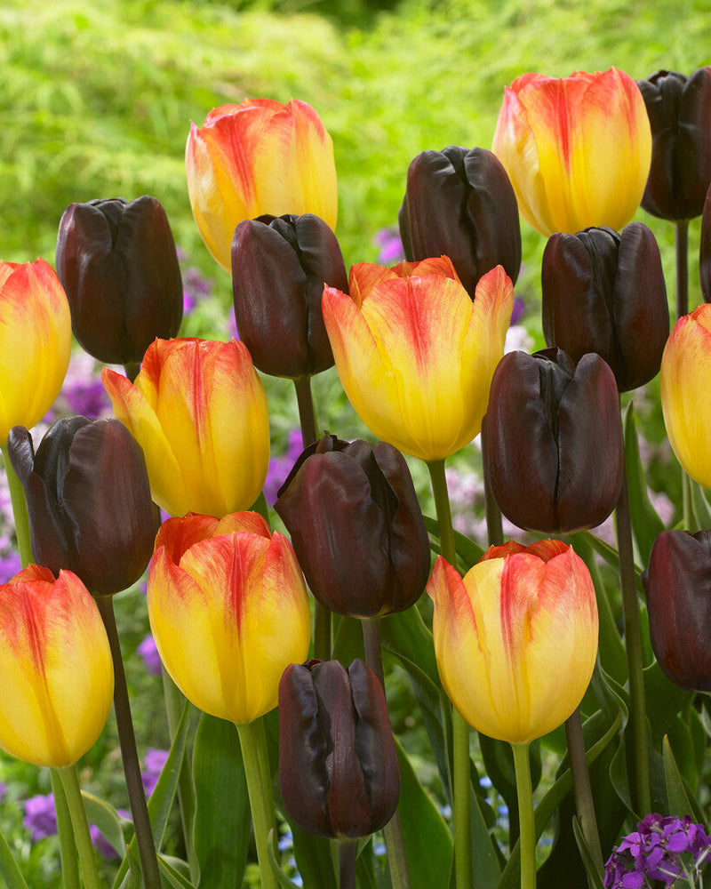 Tulip Triumph - Proljetni zalazak sunca - 15 kom