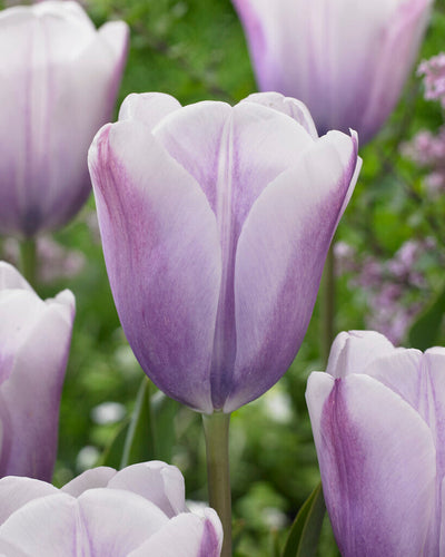 Tulip Triumph - Silver Cloud - 12/+ - 5 pcs