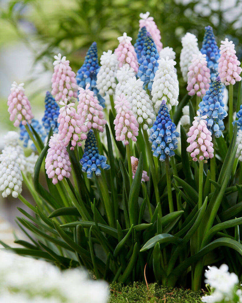 Muscari - Gemengd - 8/9 - 30 stuks