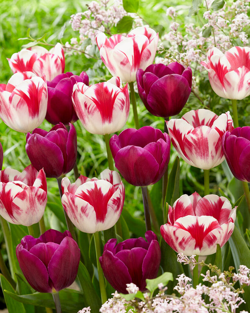 Tulip Triumph - Colour Circus - 12/+ - 15 pcs