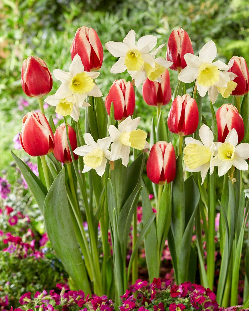 Tulip/Narcis - Fairy Tale - 12/+ - 20 pcs