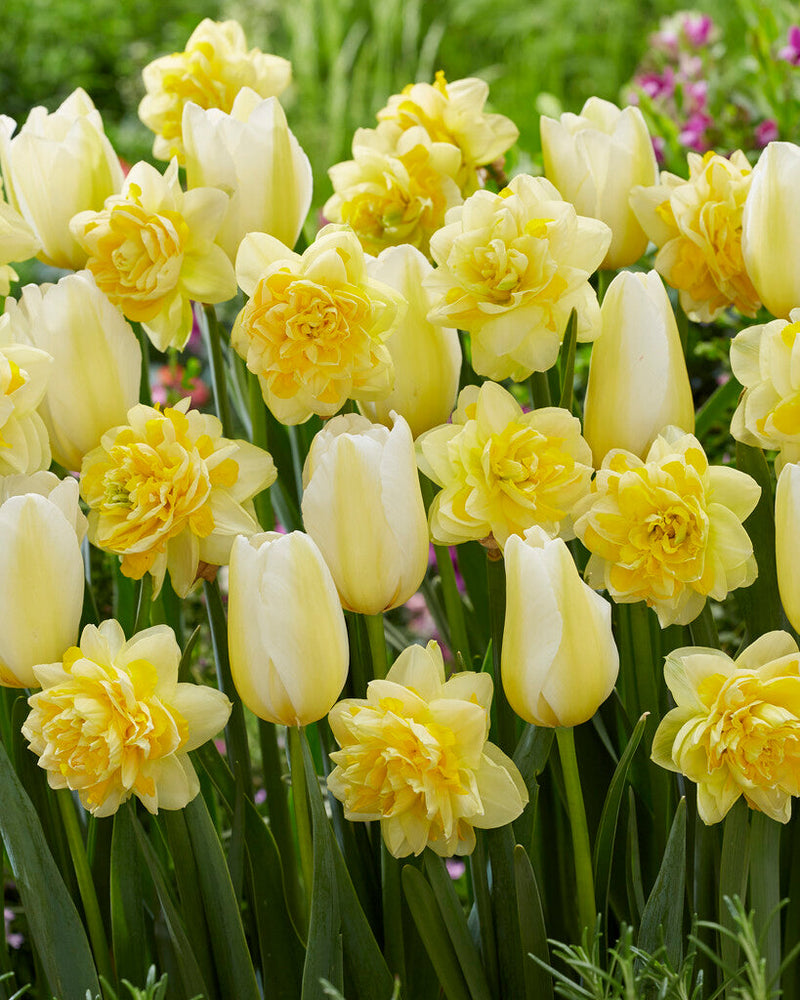 Tulipe/Narcis - Golden Morning - 12/+ - 20 pcs