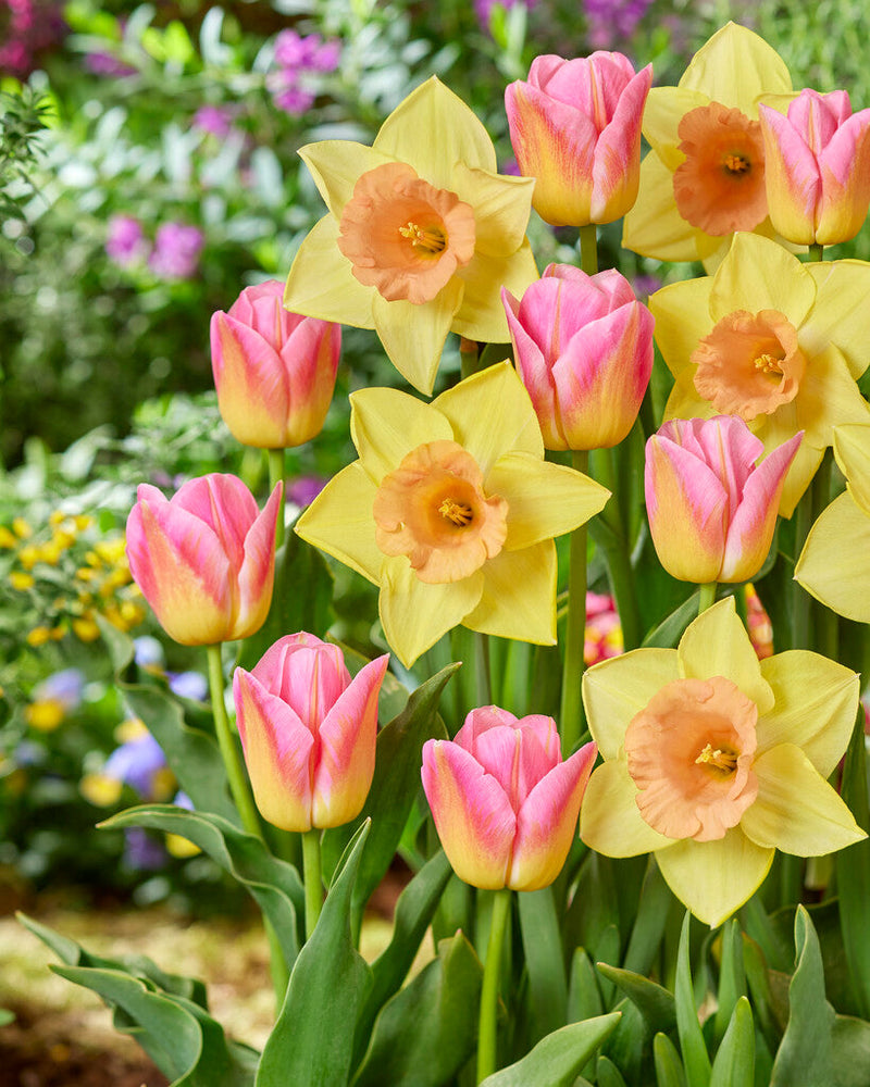 Tulp/Narcis - Milkshake - 12/+ - 15 st