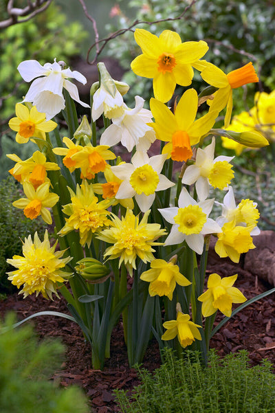 Narcis Botanical - Mixed - 12/14 - 20 pcs