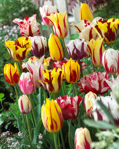 Tulipe Rembrandt - Mixte - 12/+ - 20 pcs