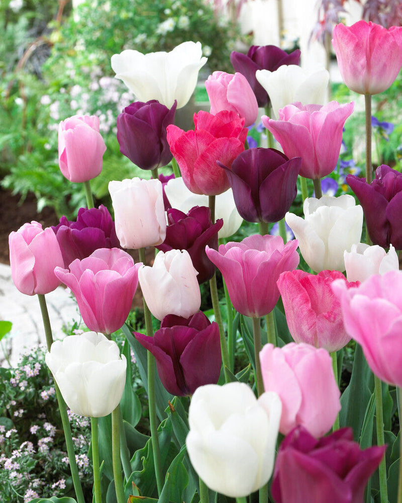 Tulip Triumph - Flower Power - 12/+ - 15 pcs