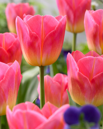 Tulip Triumph - Tom Pouce - 12/+ - 7 pcs