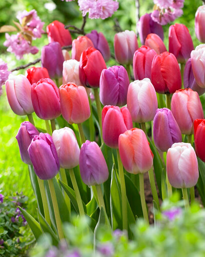 Tulipe - Garden Pride - 12/+ - 20 pcs