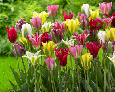 Tulipan Viridiflora - Mix - 12/+ - 7 kom