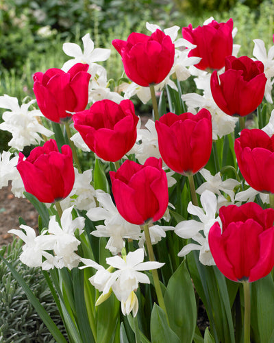 Tulp/Narcis Mix - Robin Hood - 12/14 - 20 st