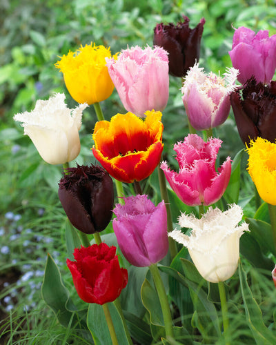 Tulipe frangée - Mixte - 12/+ - 20 pcs