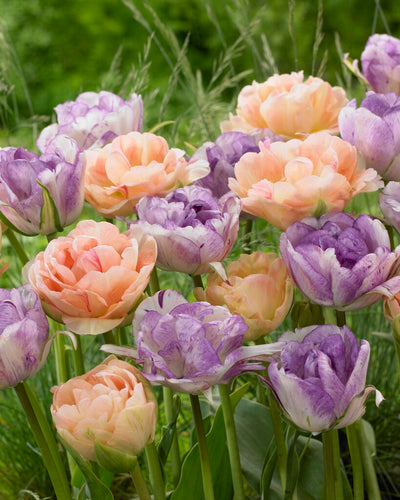 Tulp - Sky's Colour - 12/+ - 20 stuks