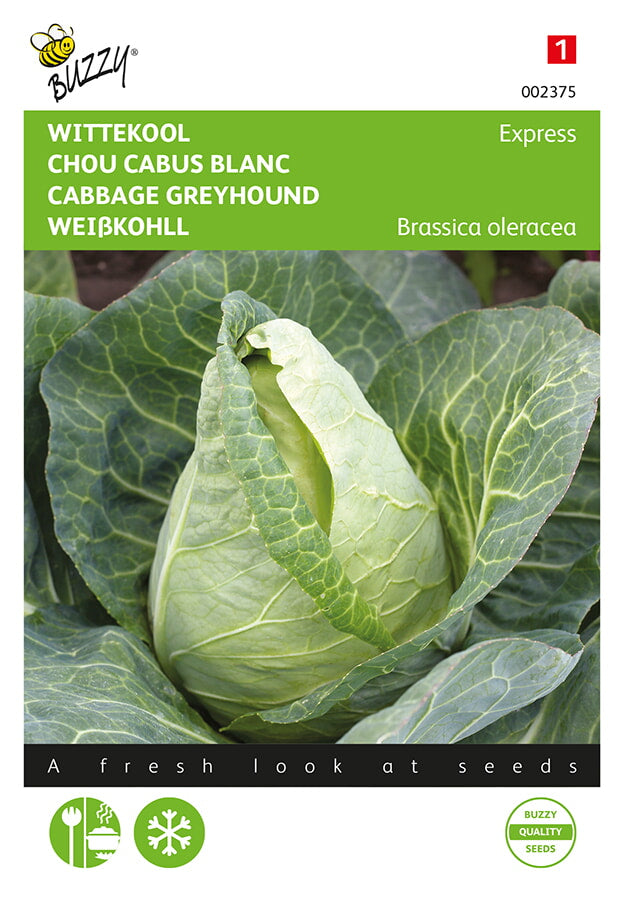 Cabbage - Greyhound - 2g