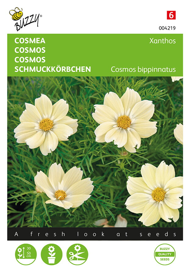 Cosmos - Xanthos - 10 Graines