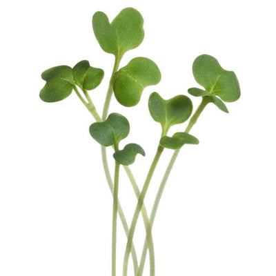 Boerenkool - Westlandse Herfst - Microgreens - 1g