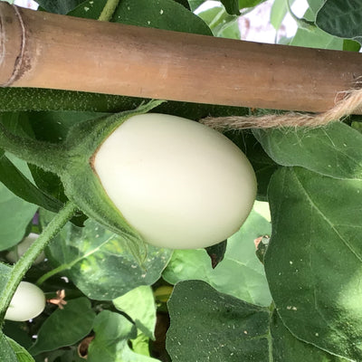 Mini Aubergine - White Egg - 0,2g