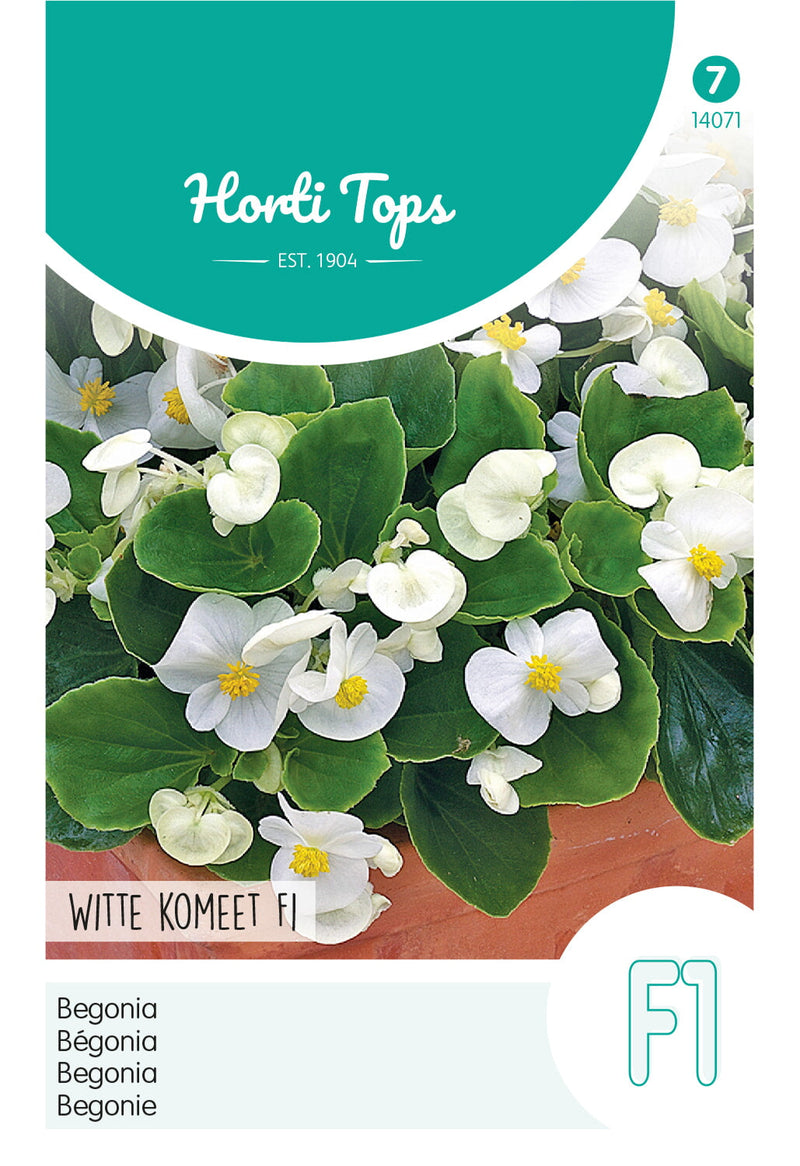 Begonia - Witte komeet F1 - 700 Zaden