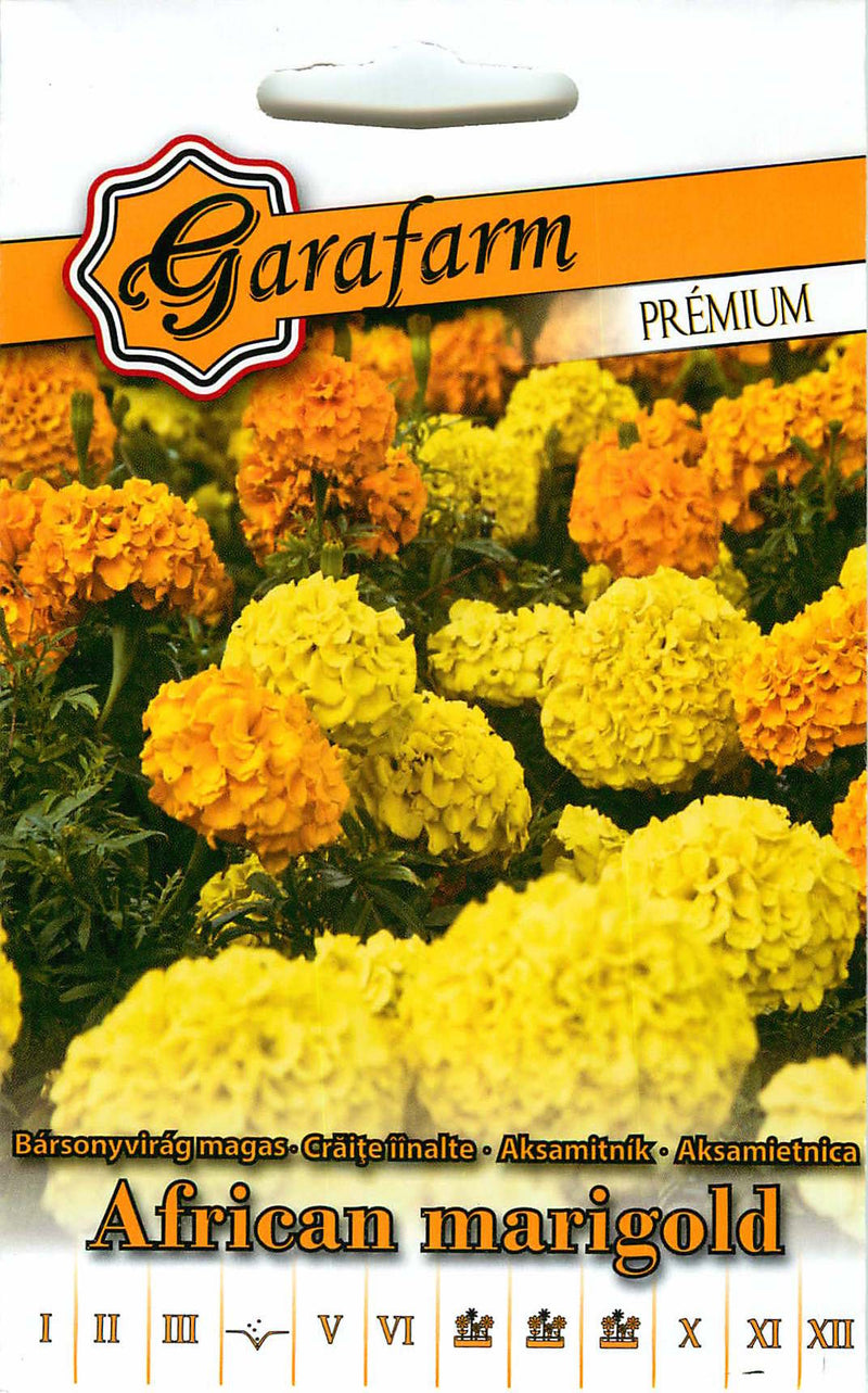 Calendula africana - Premium - 1g