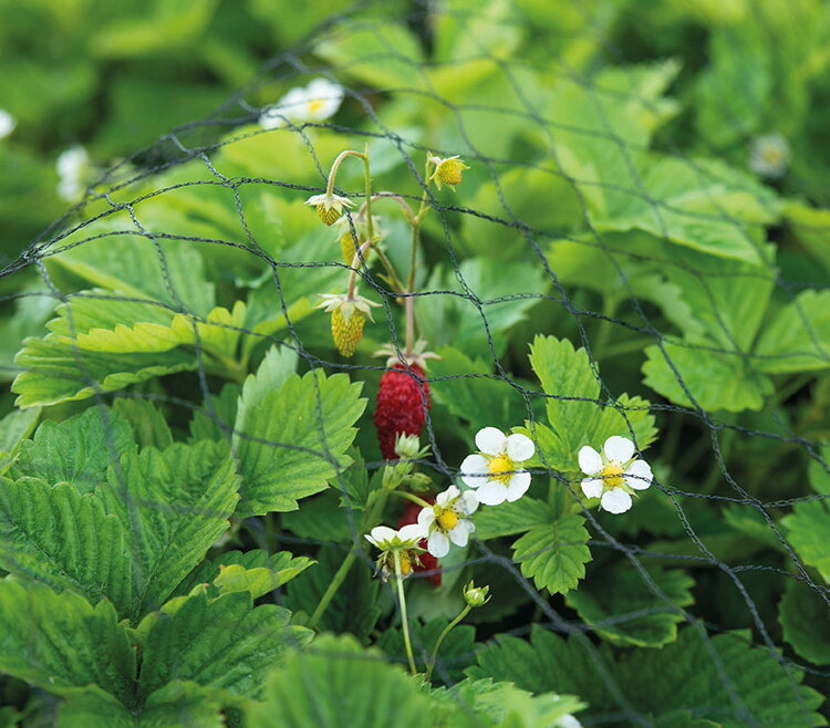 Filet de jardin - 2x5m