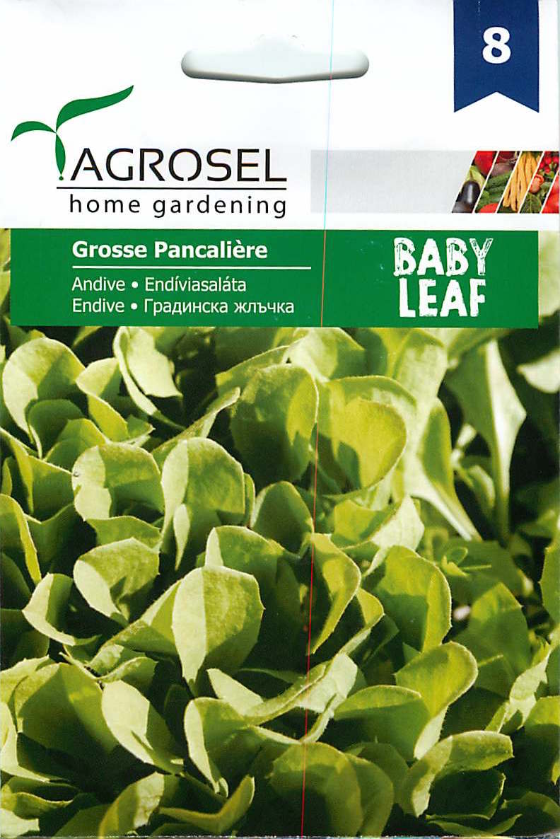 Baby Leaf Andijvie - Grosse Pancaliere - 2,5g