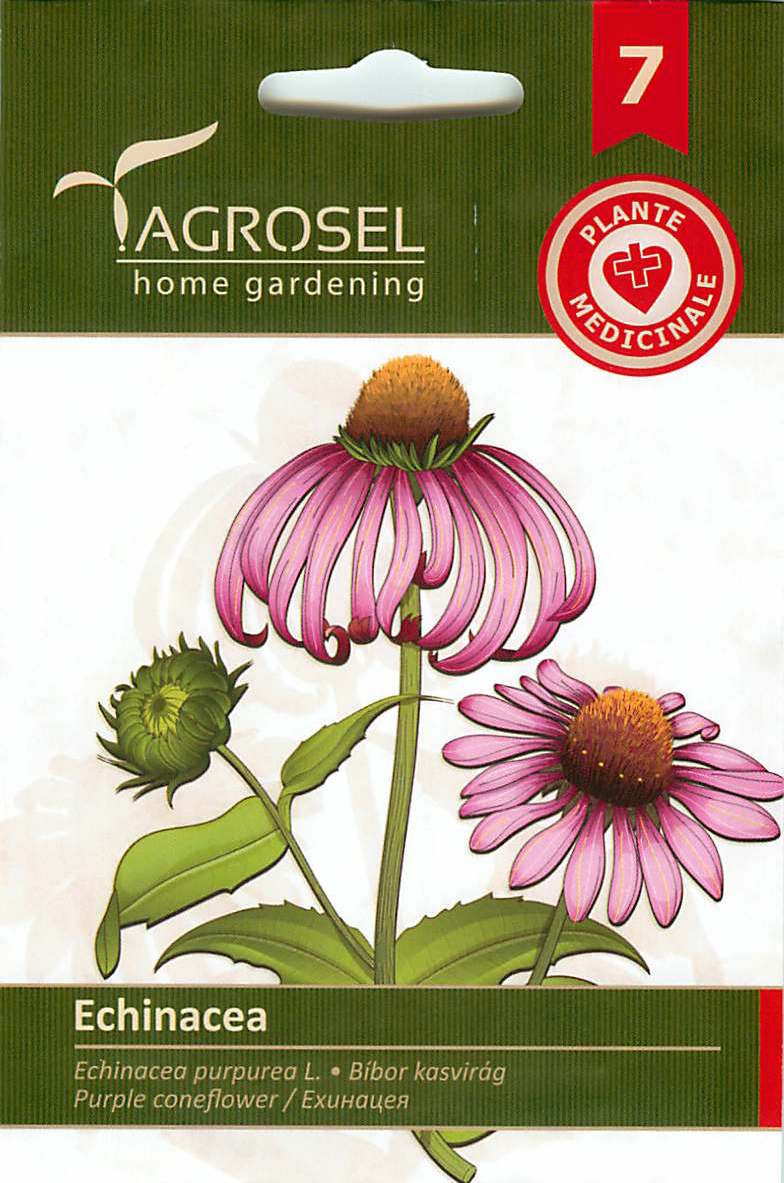 Coneflower - Purple - 2g