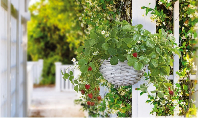 Hanging Basket - 25 cm